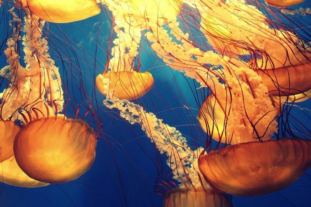 animals, jellyfish, deep ocean, deep sea, marine life, nature, ocean, sea, sea creature, tentacles, underwater, jellyfish, jellyfish, jellyfish, jellyfish, jellyfish, ocean, underwater.Celebrate World Ocean Day by raising awareness and taking action to protect our oceans—vital for life, climate, and future generations.