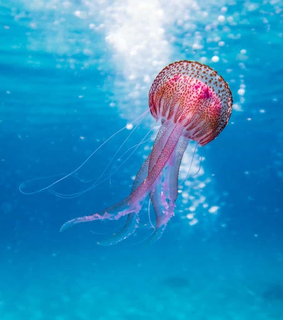 Close-up of a vibrant jellyfish gracefully swimming in the clear waters of Illes Balears, Spain.Celebrate World Ocean Day by raising awareness and taking action to protect our oceans—vital for life, climate, and future generations.